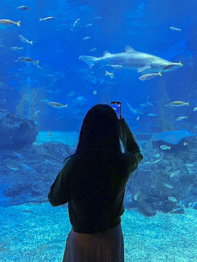 부산 겨울 실내데이트는 아쿠아리움에서 🐠