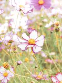 【福井県】東京ドーム4個分のコスモス畑🌼