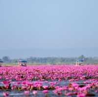 ทะเลบัวแดงอุดรธานีบานแล้วนะรู้ยัง 