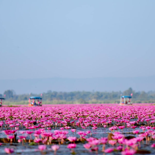 ทะเลบัวแดงอุดรธานีบานแล้วนะรู้ยัง 