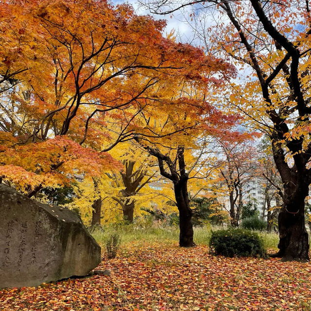 漢江市民公園：秋日奇緣 🍁🌳