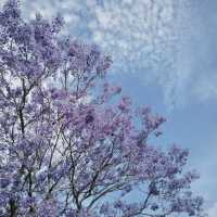 Jacaranda season in Brisbane 💜
