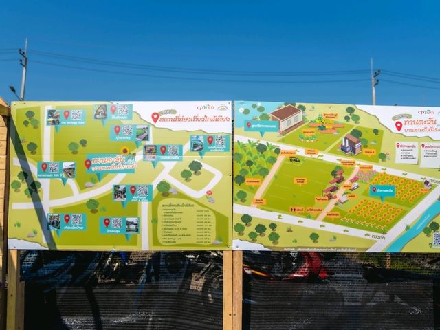 ชมทุ่งทานตะวันใกล้กรุงเทพฯ ปทุมธานี ลาดหลุมแก้ว