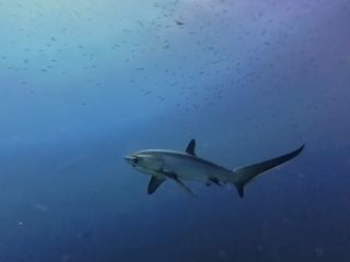 🦈 🌅 Chasing thresher sharks and sunsets 