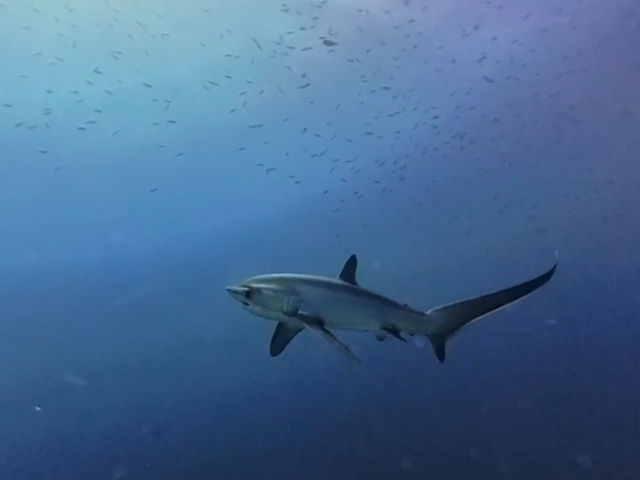 🦈 🌅 Chasing thresher sharks and sunsets 