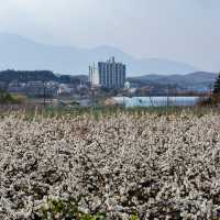 萬壽台噴水公園：平壤的地標性戶外景點