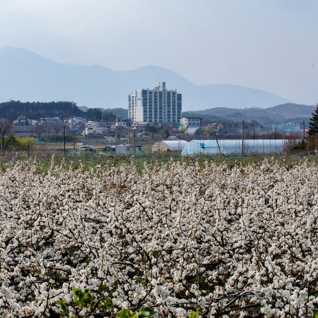 萬壽台噴水公園：平壤的地標性戶外景點