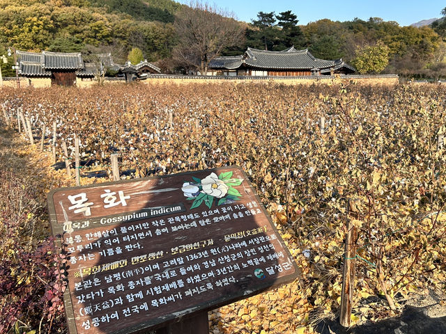 🇰🇷大邱✈️南平文氏本里世居地仁興村인흥마을