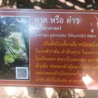 หุบป่าตาด