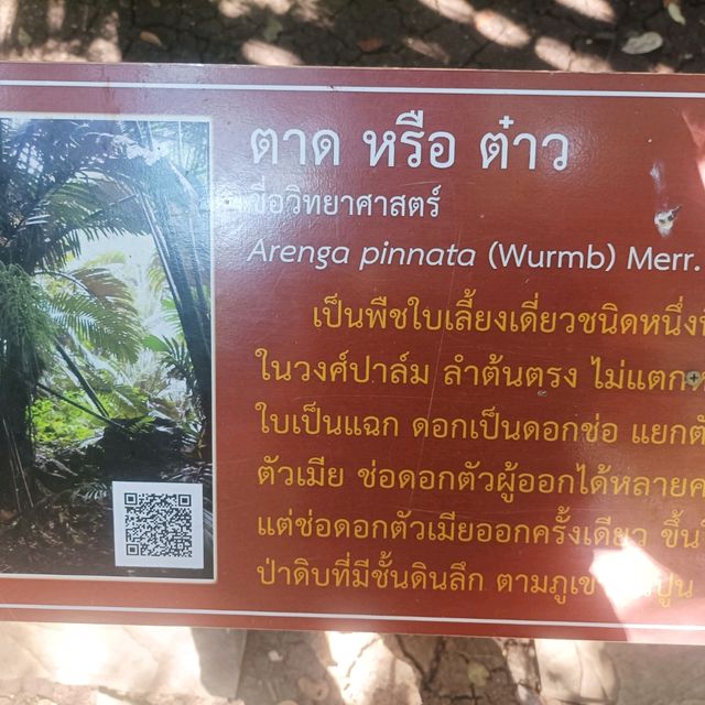หุบป่าตาด