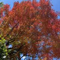 福岡市動植物園 - 在紅葉之美下的奇妙世界