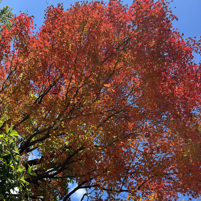 福岡市動植物園 - 在紅葉之美下的奇妙世界