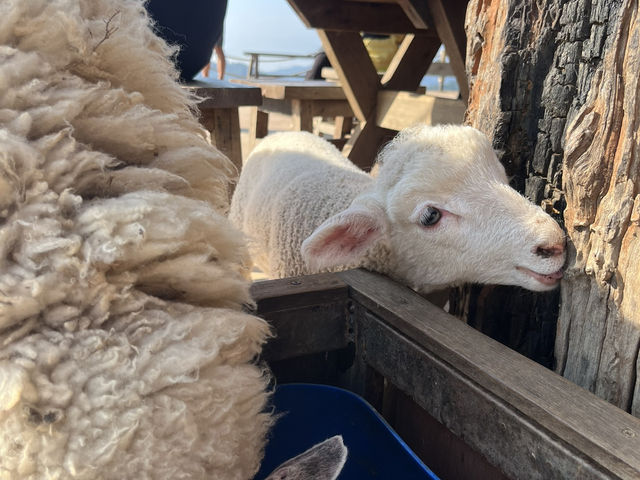  Akha Farmville  🐑⛰️☕️