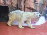 【鹿児島県】 コアラ飼育頭数日本一の自然あふれる動物園『平川動物公園』🐨