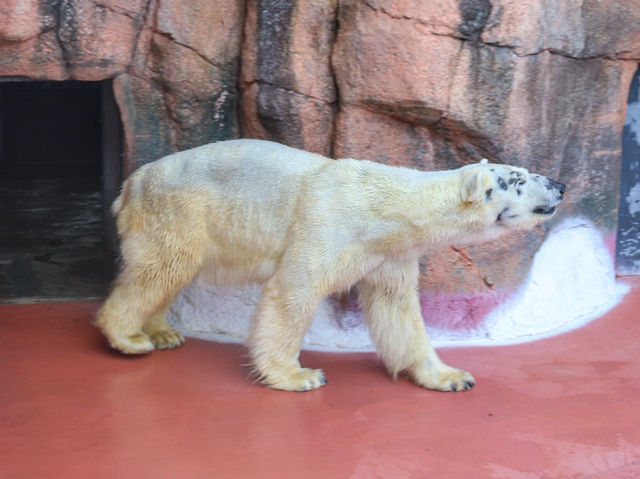 【鹿児島県】 コアラ飼育頭数日本一の自然あふれる動物園『平川動物公園』🐨