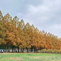 滋賀　高島市🌳メタセコイヤ並木