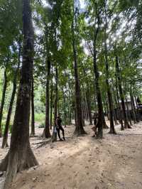 Rodriguez Rizal mahogany campsite 