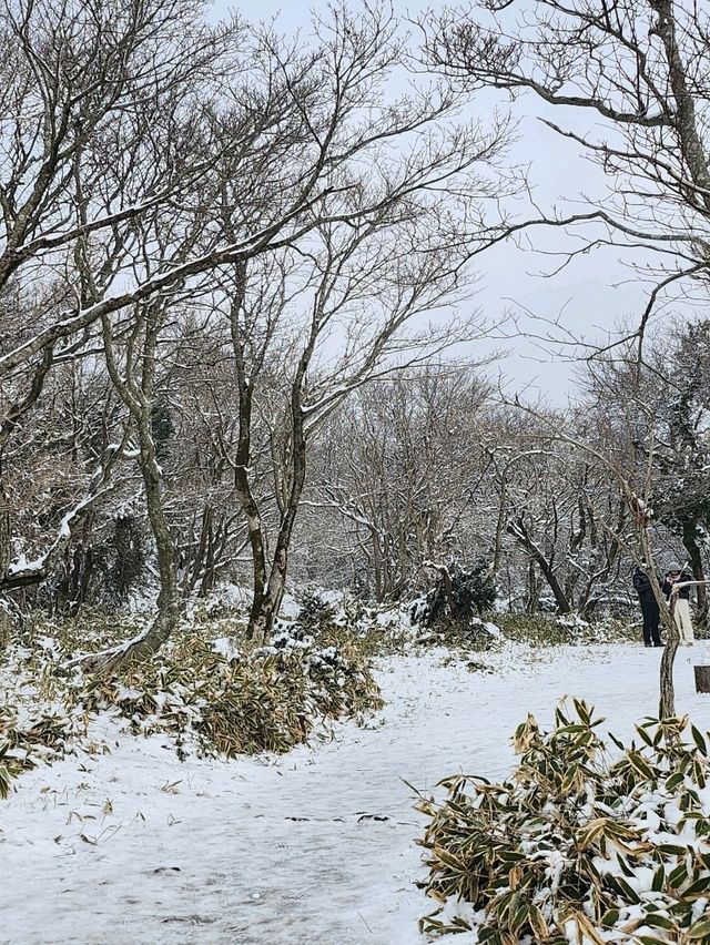 제주도에 눈이왔다면 여기로💙
