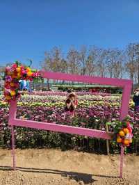 สวน เบญจมาศบานในม่านหมอก วังน้ำเขียว