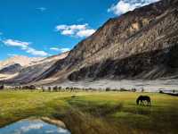 Awasome Nubra Valley 