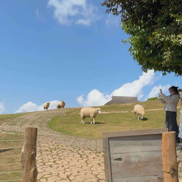 อาข่า ฟาร์มวิลล์ (Akha FarmVille) 🐑🌳🍃 