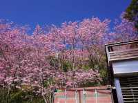 中巴陵櫻木花道櫻花美景