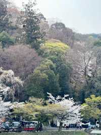 京都渡月橋的櫻花夢幻之旅🌸