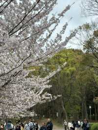 櫻花與生命的哲思 大阪城公園