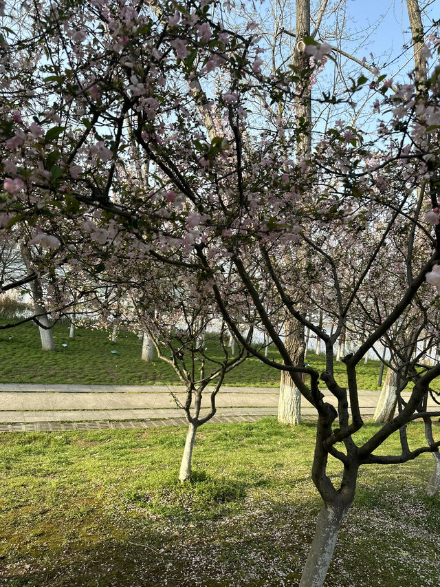 不是在日本🇯🇵而是在武漢 不用出國看櫻花🌸