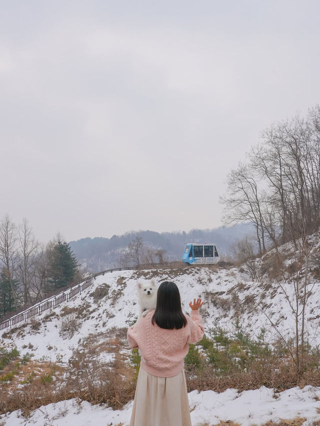 분단의 아픔과 역사, 철원의 아름다운 자연 그리고 우리집 강아지가 함께한🤎
