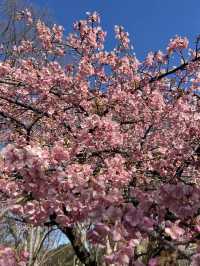 東京代代木公園的櫻花綻放實況｜春日的浪漫🌸
