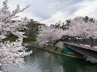 京都櫻花絕景~🌸滿開櫻花的感動「伏見十石舟」