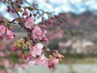 Kawazu Zakura จุดชมซากุระสีชมพูที่บานก่อนใคร