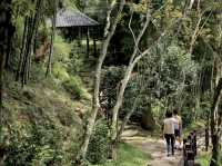 發現隱世秘境：仙境寒溪呢的夢幻之旅 🌸🏞️