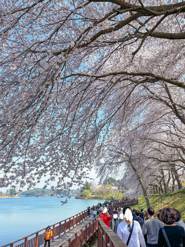 군산 벚꽃 명소 은파호수공원