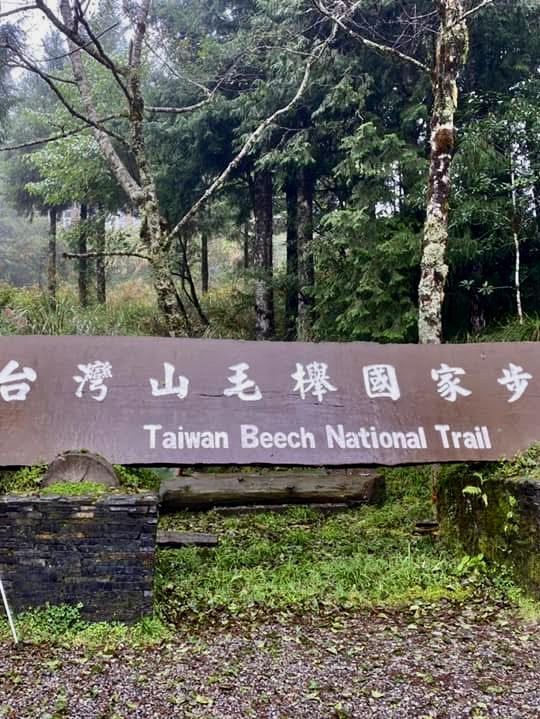 鎏金般耀眼的太平山山毛櫸步道
