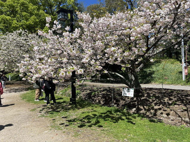 ชมซากุระที่ Maizuru Park สวนที่อยู่ใน Fukuok