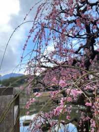 福岡旅遊