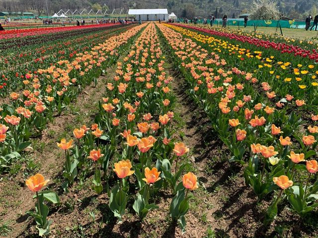 Asia's largest tulip garden