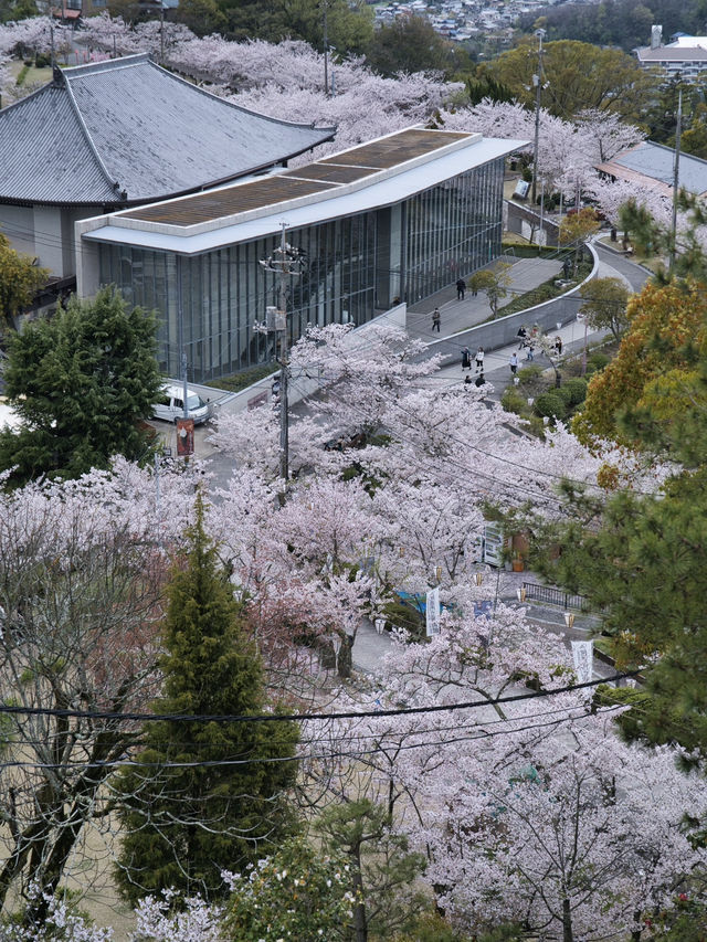 【広島】行かなきゃ損‼️尾道水道×桜の絶景🌸 ライトアップも✨