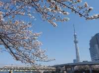 Chasing Sakura at Sumida River Park