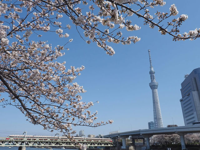 Chasing Sakura at Sumida River Park