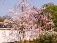 Chasing Sakura at Koko-en Garden