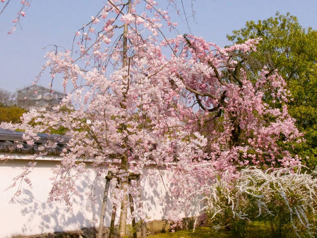 Chasing Sakura at Koko-en Garden