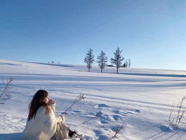 北海道美瑛🌲必追的網紅樹清單