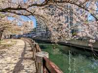 福岡-天神中央公園，河岸吉野櫻綻放美如畫！