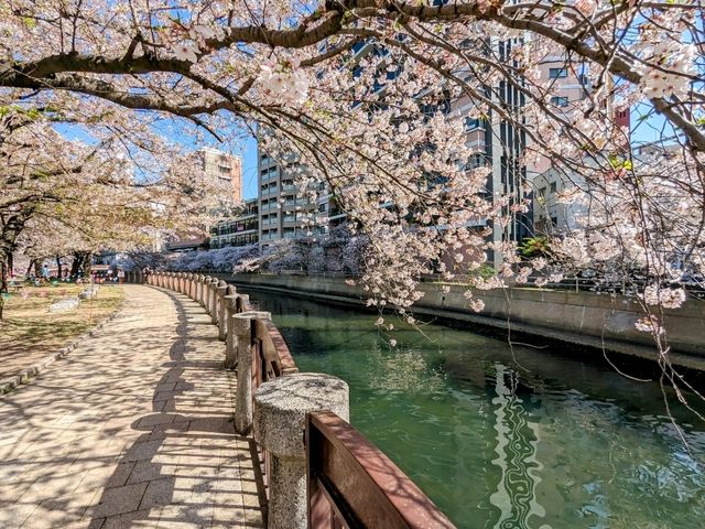 福岡-天神中央公園，河岸吉野櫻綻放美如畫！