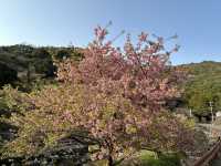 Cheery cheery Cherry Blossom