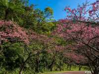  Chasing Sakura in Okinawa 🌸
