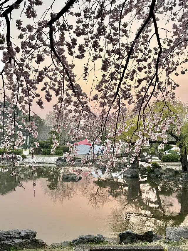 🇯🇵 Công viên ngắm hoa anh đào lớn nhất tại trung tâm Nagoya